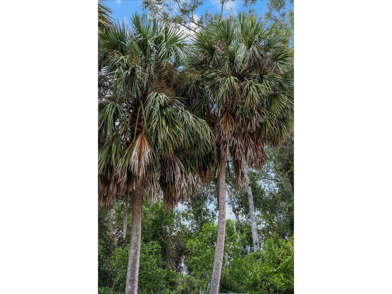 5492 SW 358 Highway Steinhatchee FL 32359 W7879583 image65