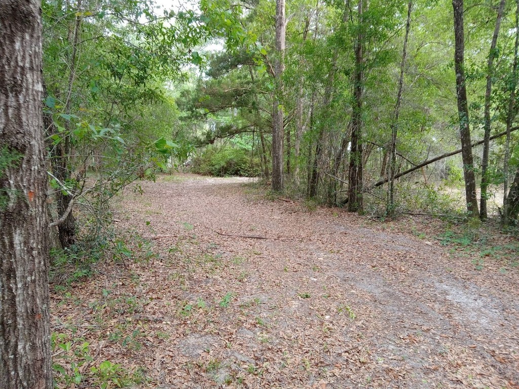 55 Forest Lane Bronson FL 32621 OM654110 image1