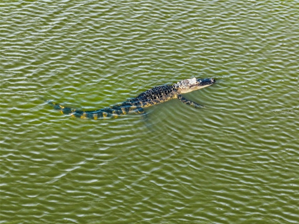 55 New Water Oak Drive Palm Coast FL 32137 FC314801 image99