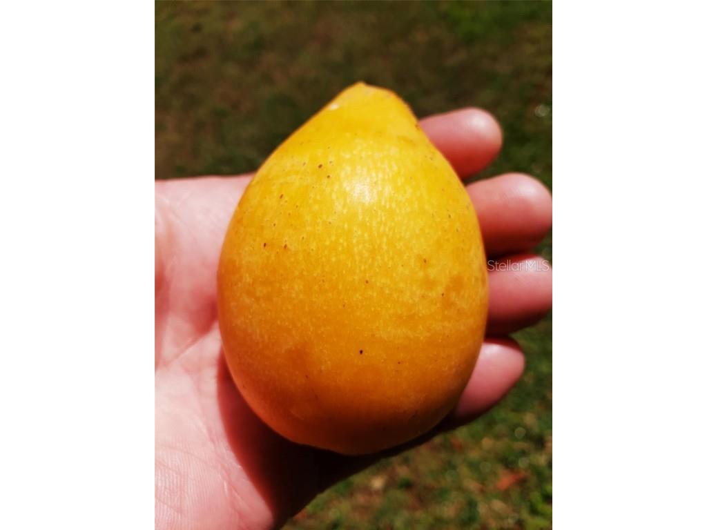 5504 Bruton Road Plant City FL 33565 TB8432167 image96