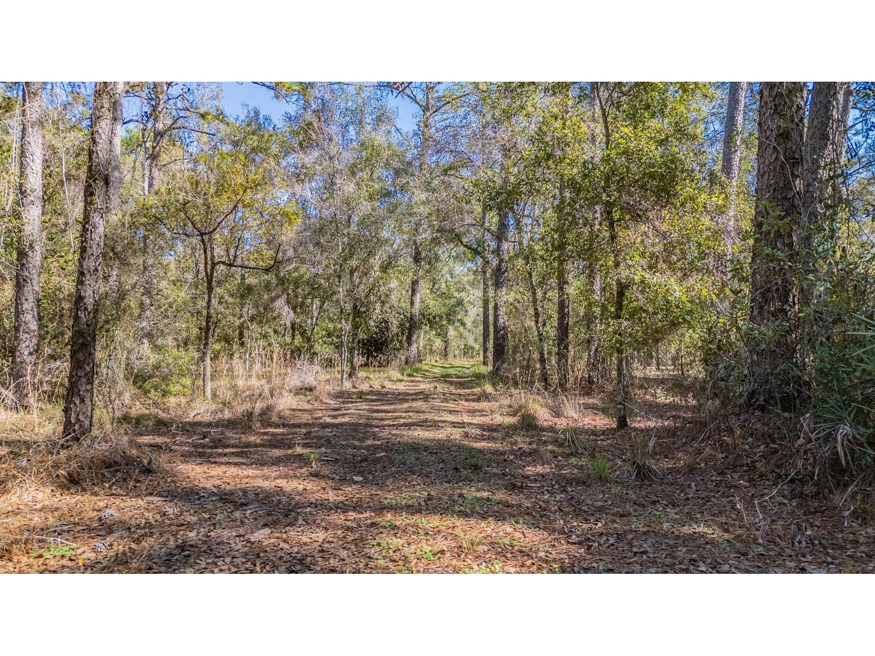 5504 Sun Up Road Land O Lakes FL 34638 - LAKE THOMAS TB8467202 image18