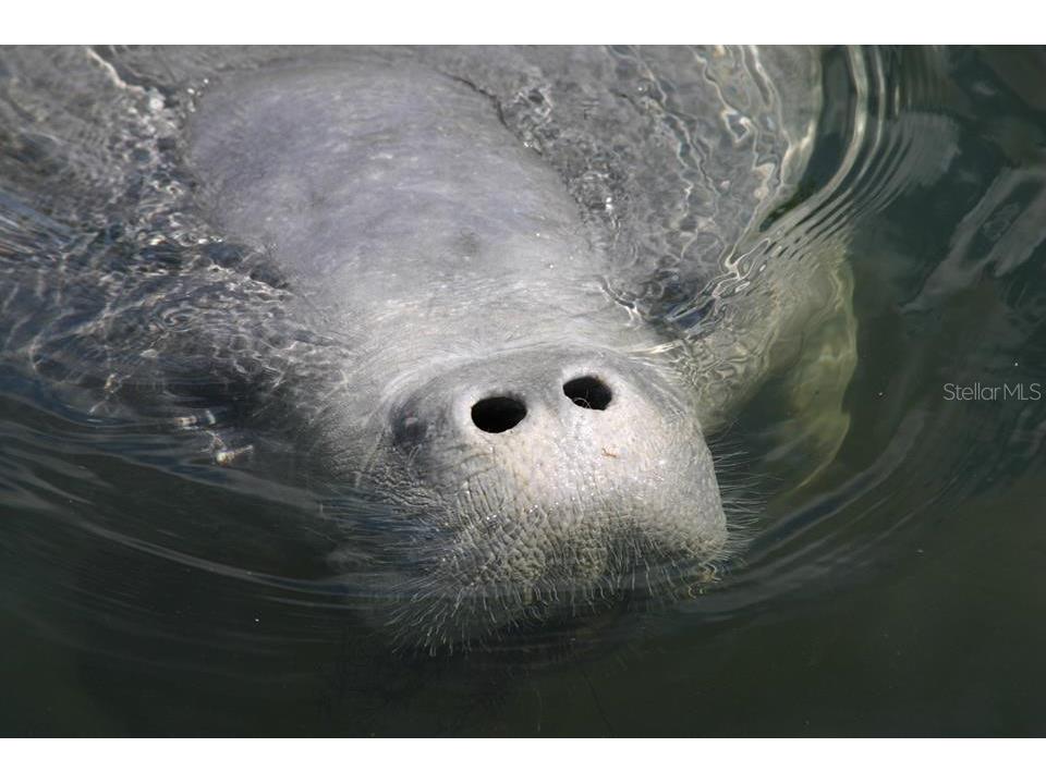 5507 Darlene Street Weeki Wachee FL 34607 - WEEKI WACHEE RIVER & GULF W7879938 image14