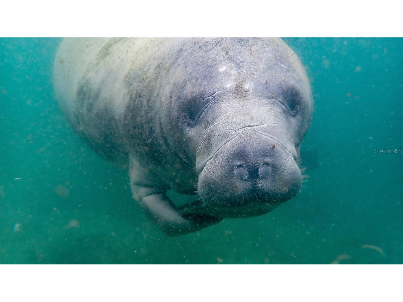 5507 Darlene Street Weeki Wachee FL 34607 - WEEKI WACHEE RIVER & GULF W7879938 image73