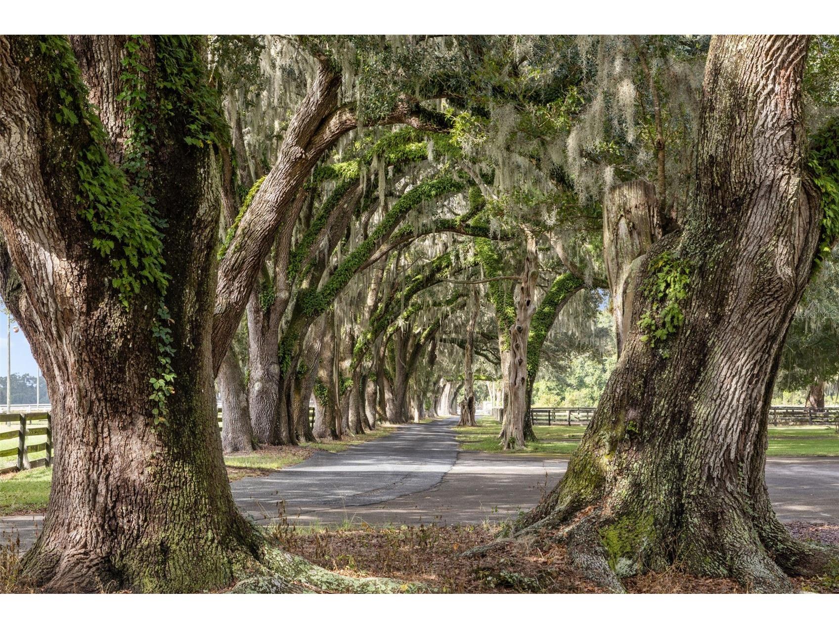 551 NE 200 Avenue Williston FL 32696 O6349209 image48