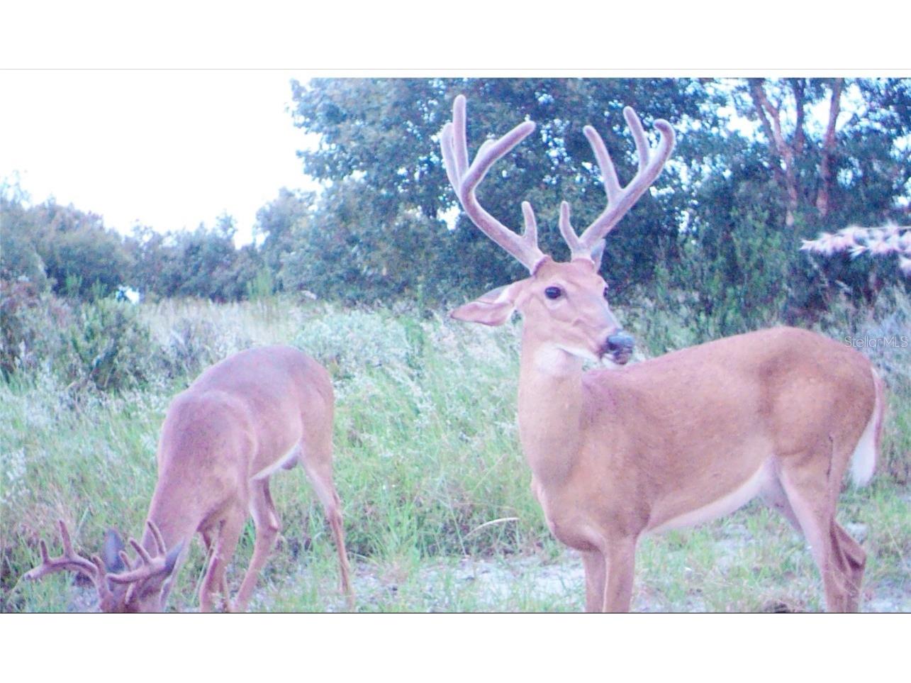 5525 Sparta Road Sebring FL 33875 - LAKE HUCKLEBERRY L4945864 image21