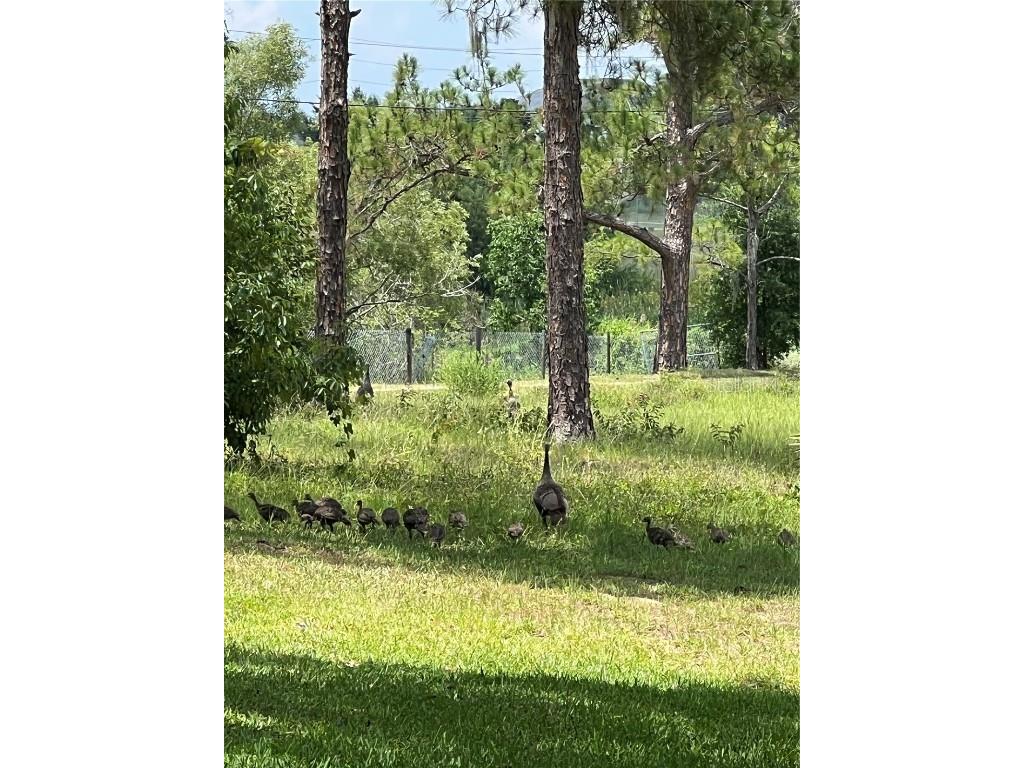 5526 Tiny Road Winter Garden FL 34787 O6334009 image36