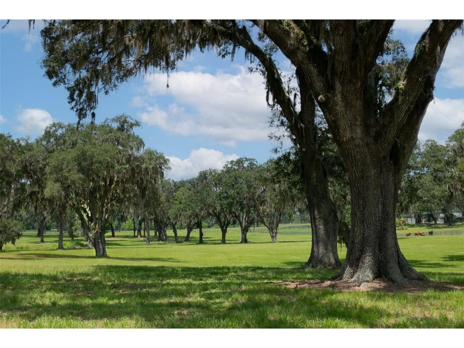 5540 SE 157th Street Road #(OPTION 1) Summerfield FL 34491 OM710941 image10