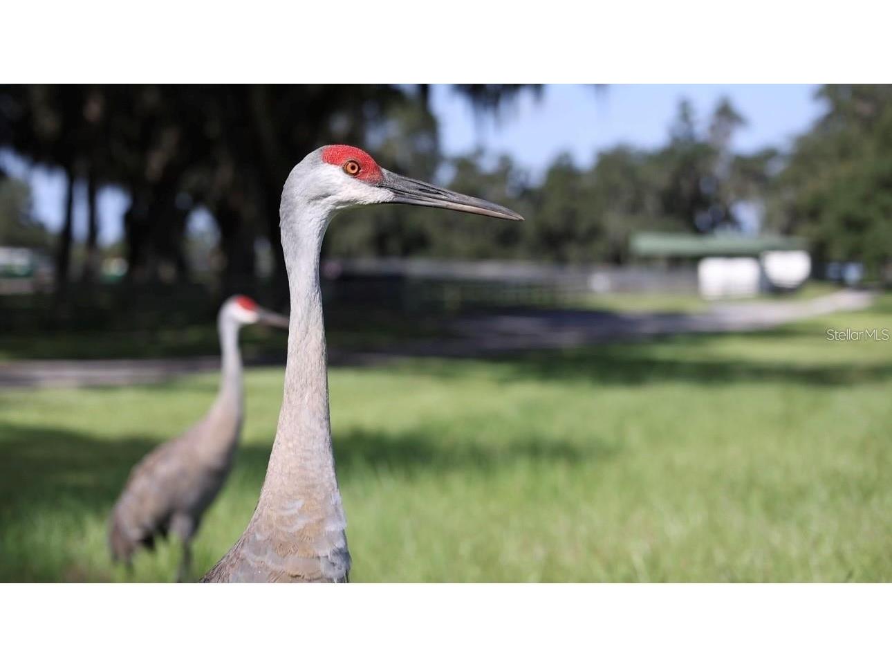 5540 SE 157th Street Road #(OPTION 1) Summerfield FL 34491 OM710941 image4