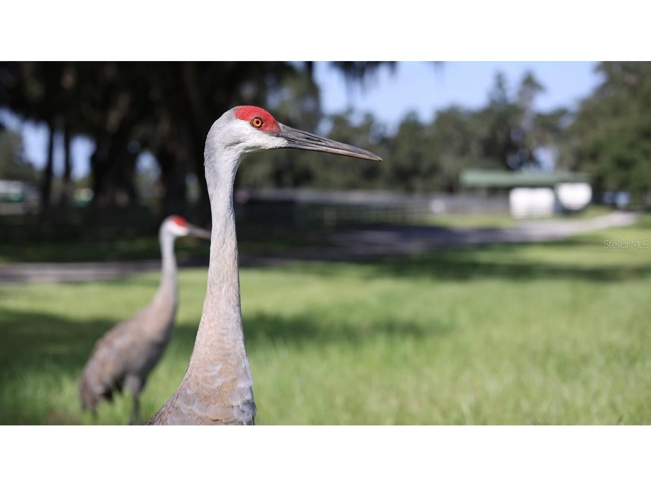 5540 Se 157th Street Road Summerfield FL 34491 OM704718 image10