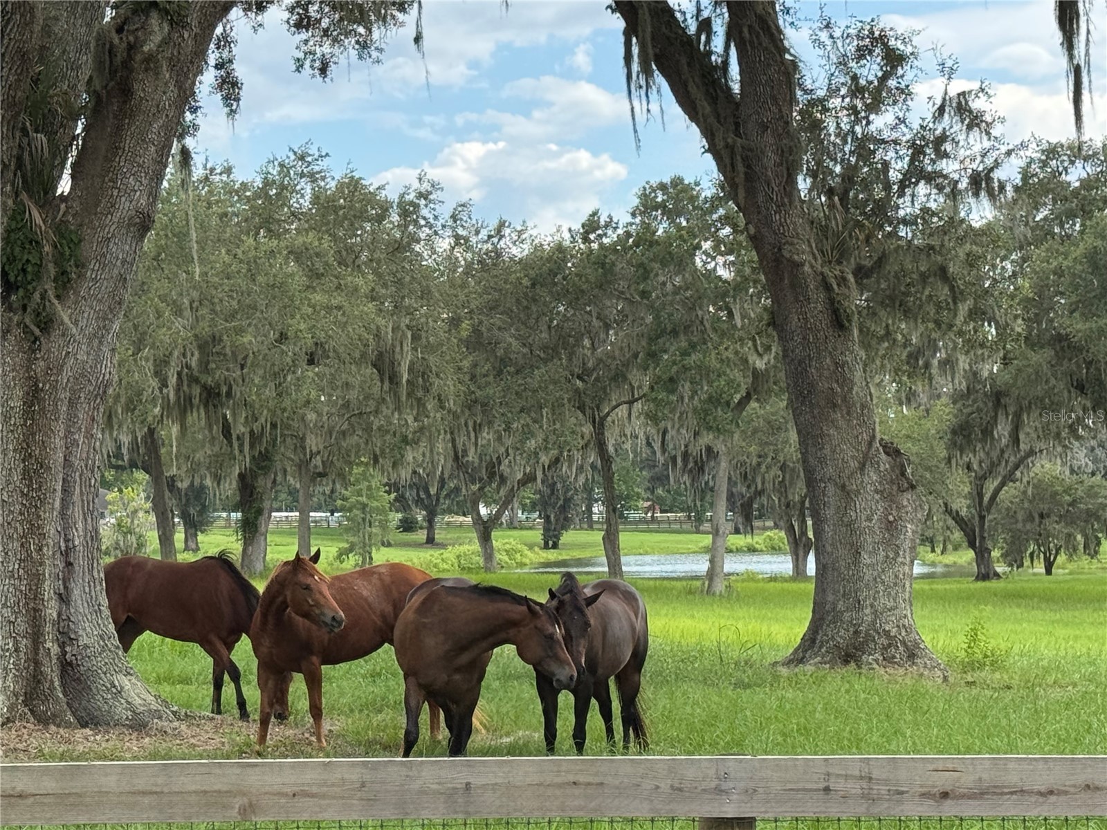 5540 Se 157th Street Road Summerfield FL 34491 OM704718 image19