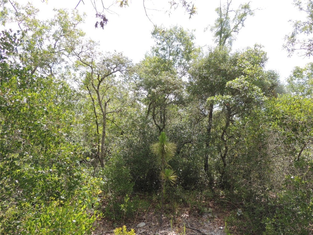 5551 SW 103rd Court Cedar Key FL 32625 OM678912 image3