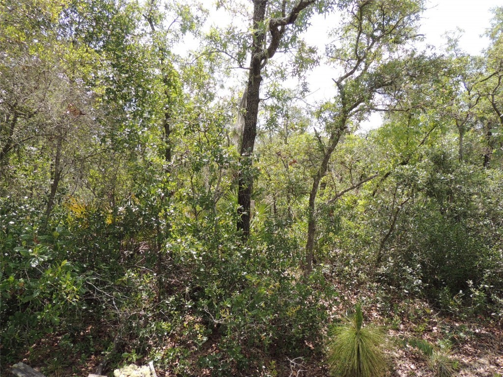 5551 SW 103rd Court Cedar Key FL 32625 OM678912 image5