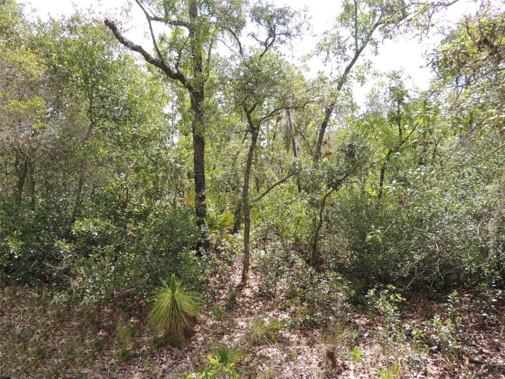 5551 SW 103rd Court Cedar Key FL 32625 OM678912 image6