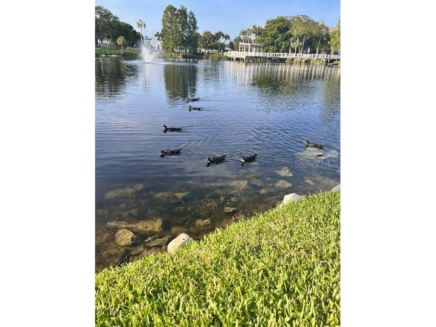 5557 Sea Forest Drive #216 New Port Richey FL 34652 TB8371481 image45