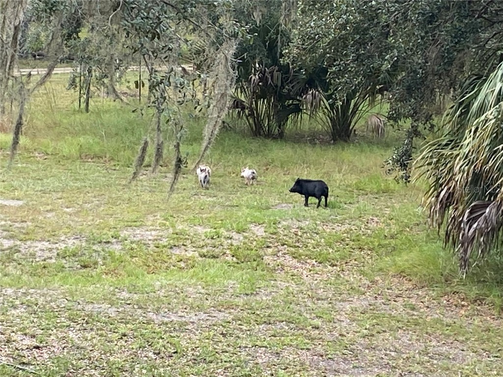 5559 SW 42nd Place Bell FL 32619 W7879221 image18