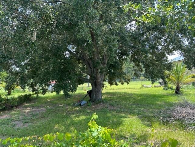 558 Maricopa Drive Kissimmee FL 34758 P4935574 image6