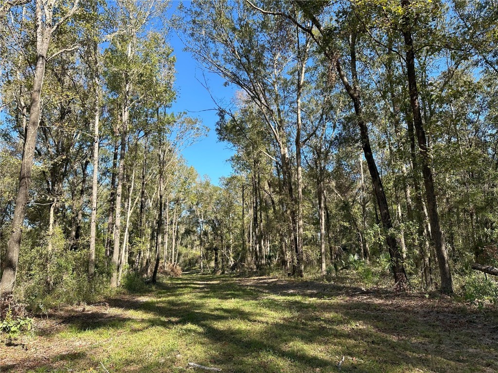 55ac W Hwy 318 Reddick FL 32686 OM690031 image1