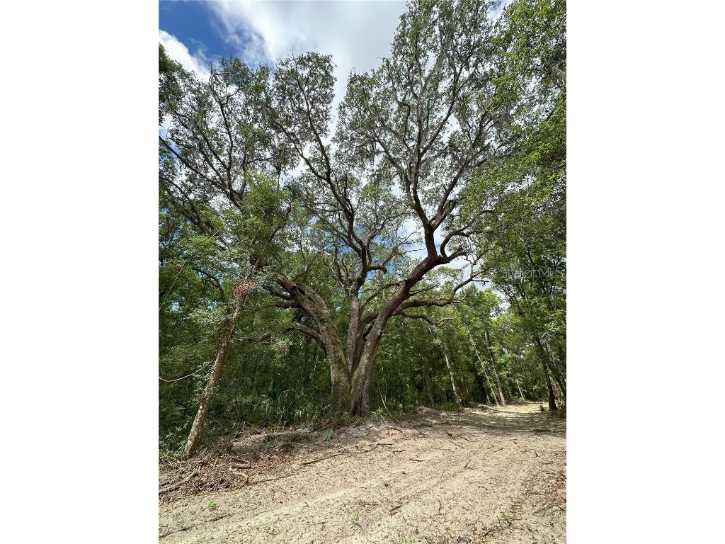 55ac W Hwy 318 Reddick FL 32686 OM690031 image10