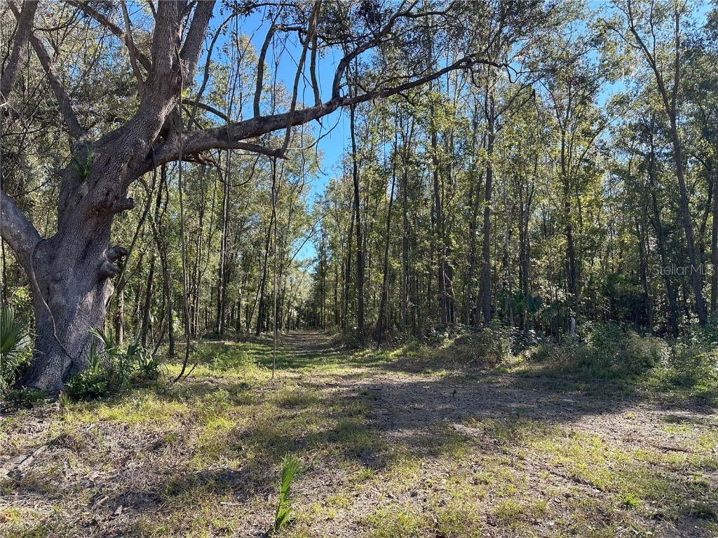 55ac W Hwy 318 Reddick FL 32686 OM690031 image4