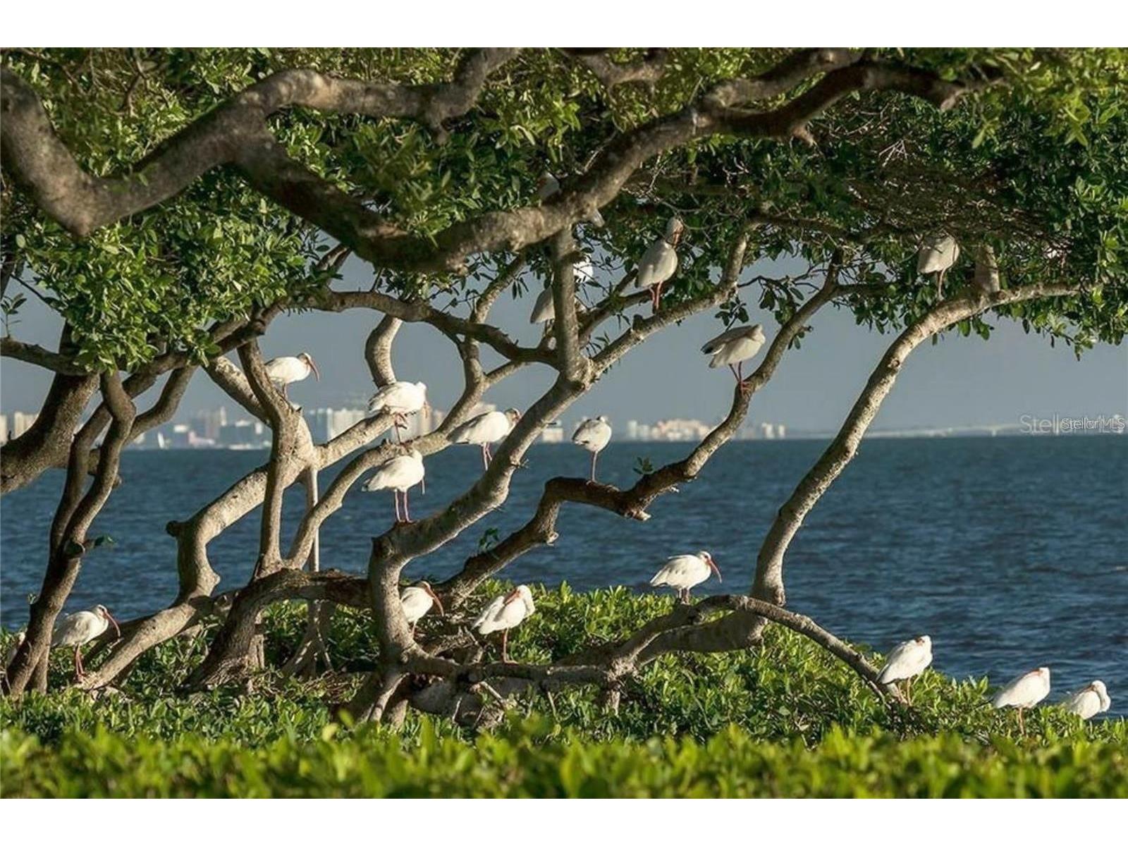 56 Tidy Island Boulevard #56 Bradenton FL 34210 - SARASOTA BAY A4698320 image99