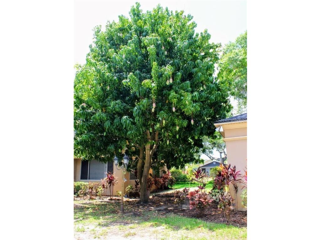 5611 S Sherwood Avenue #1 Tampa FL 33611 TB8446224 image2