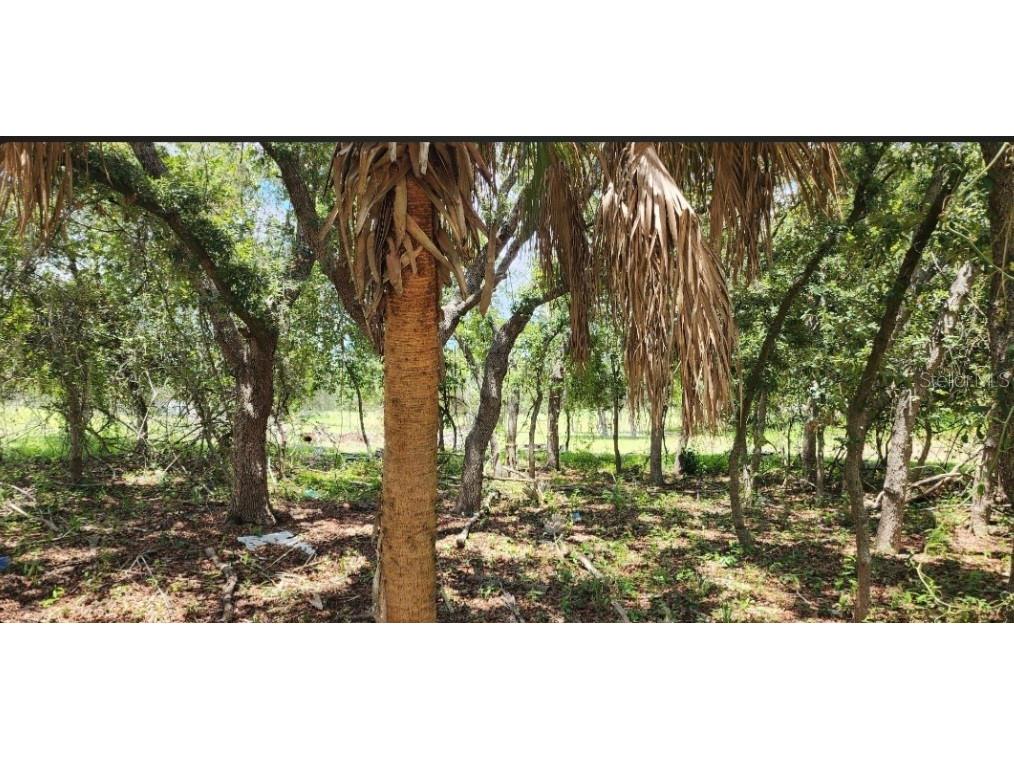 562 Libby Road Babson Park FL 33827 P4939223 image44