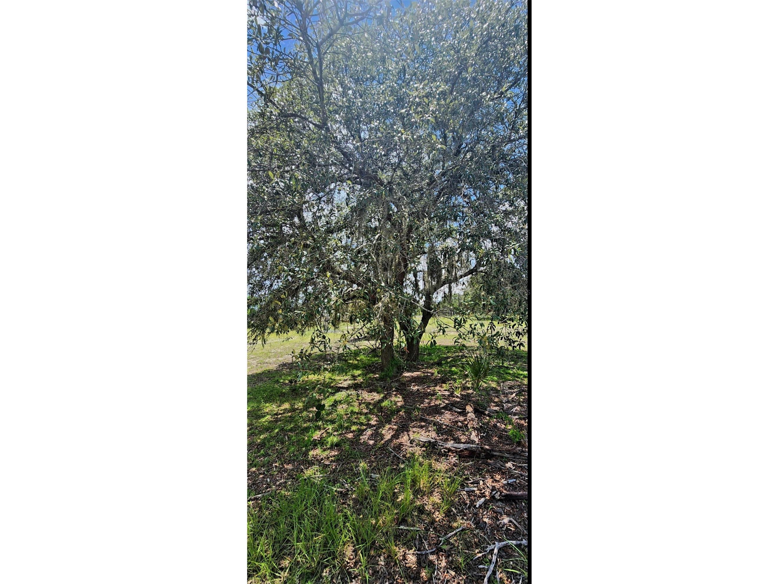 562 Libby Road Babson Park FL 33827 P4939223 image8
