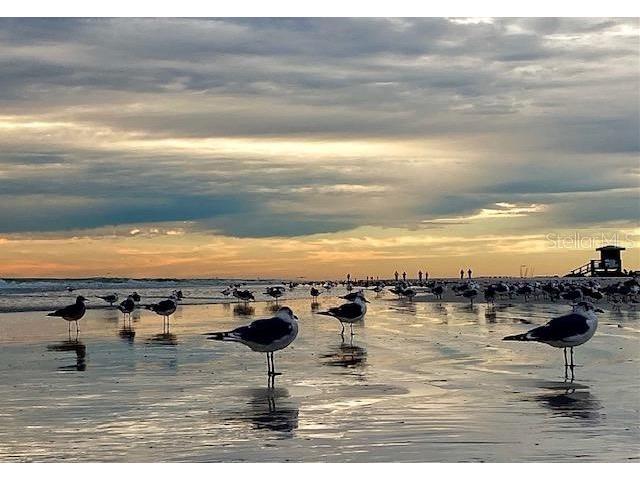 5622 Octonia Place Sarasota FL 34238 A4645184 image20