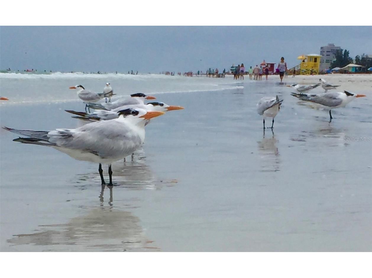 5622 Octonia Place Sarasota FL 34238 A4645184 image35