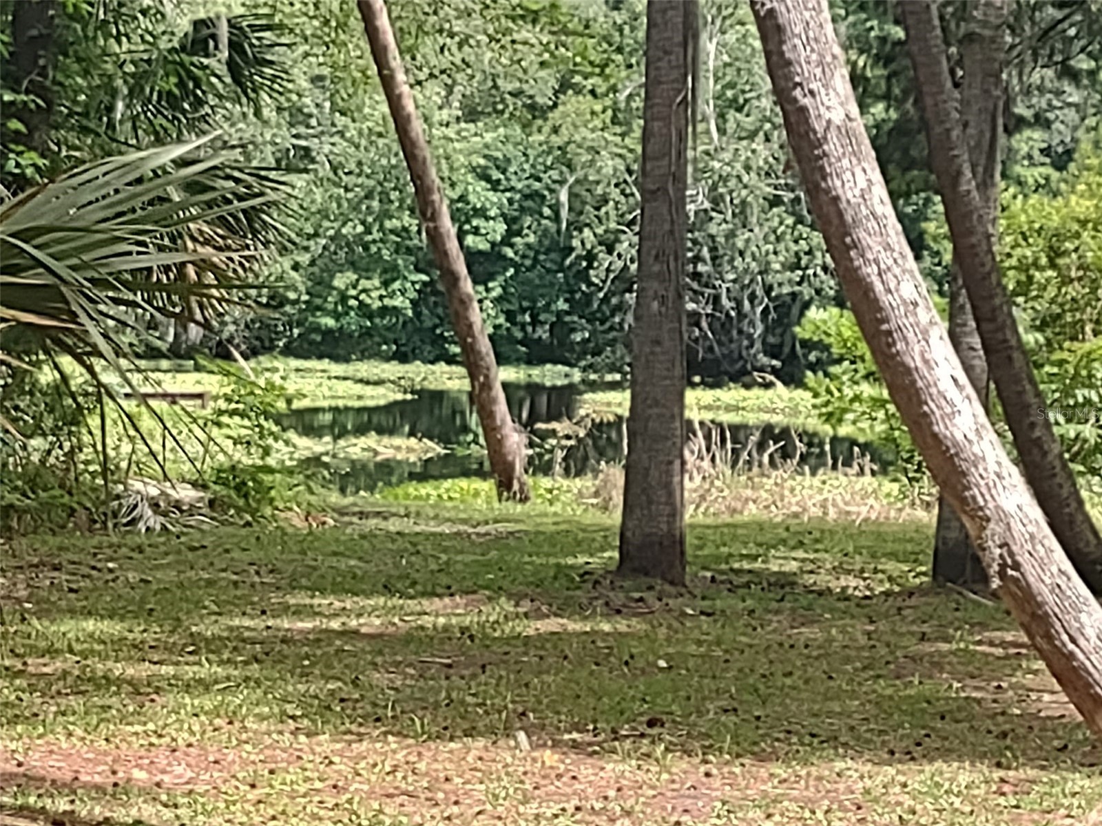 56508 Blue Creek Road Astor FL 32102 - ST. JOHNS RIVER O6403437 image3