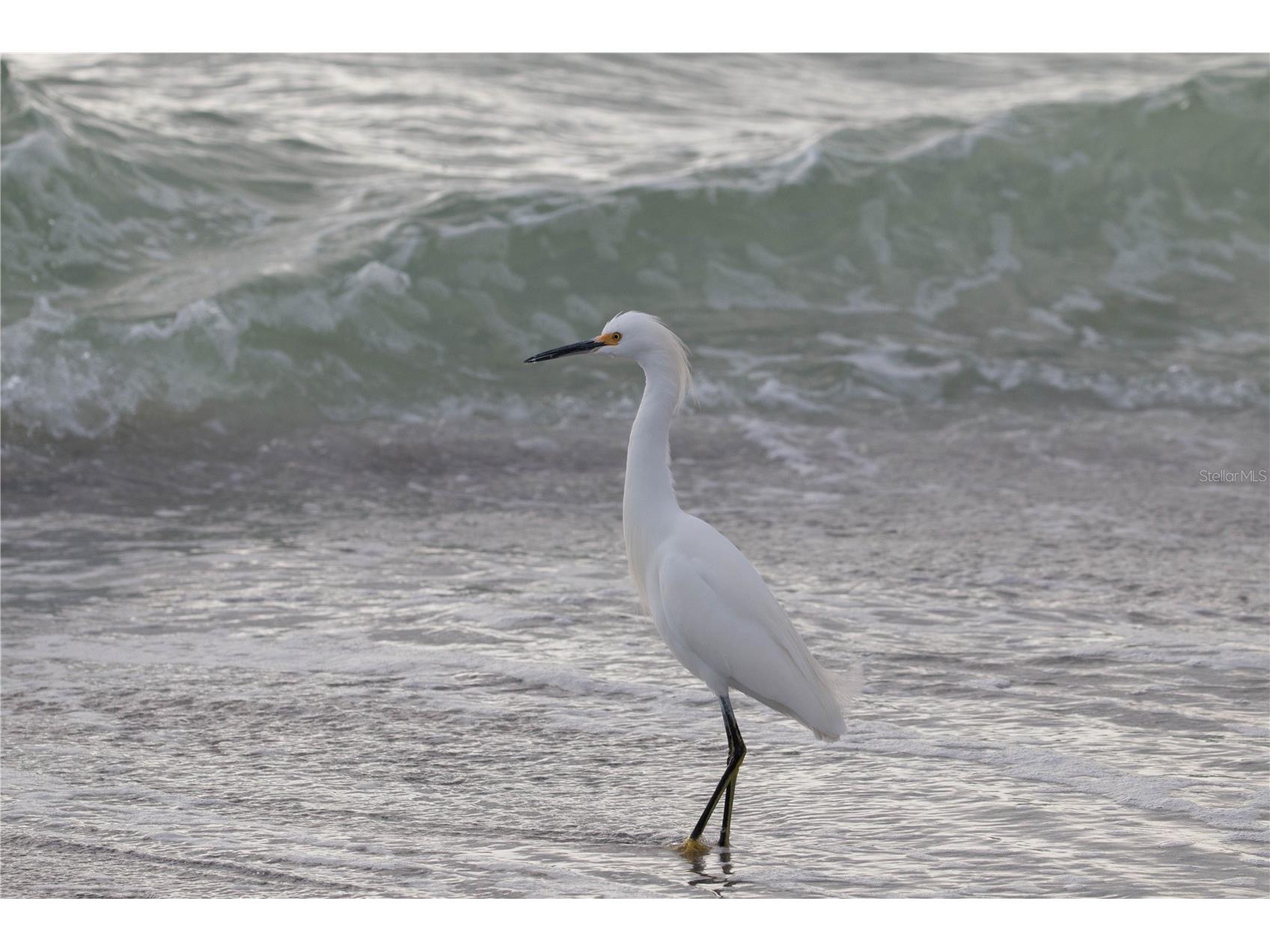 5655 Gulf Of Mexico Drive #D107 Longboat Key FL 34228 - GULF OF MEXICO TB8483958 image34