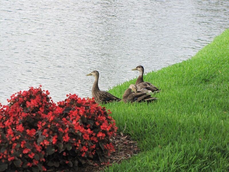 5700 Escondida Boulevard S #303 Saint Petersburg FL 33715 - TAMPA BAY TB8418802 image48