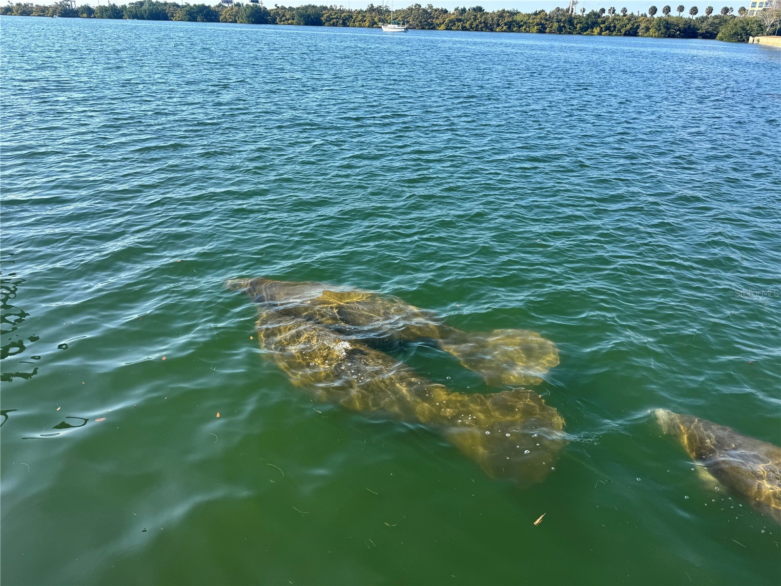 5701 Mariner Street #504A Tampa FL 33609 TB8489647 image6