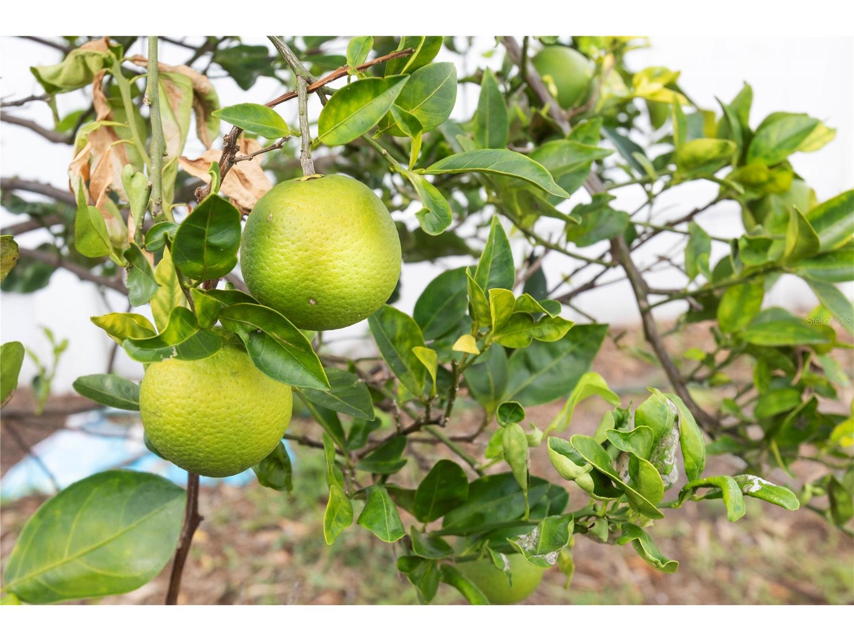 5701 Mossberg Drive New Port Richey FL 34655 W7879729 image51