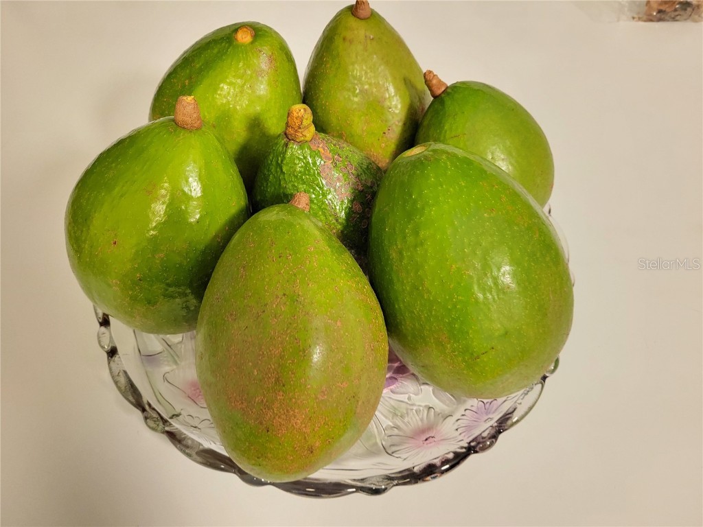 5702 Breskin Drive Orlando FL 32839 P4934773 image20