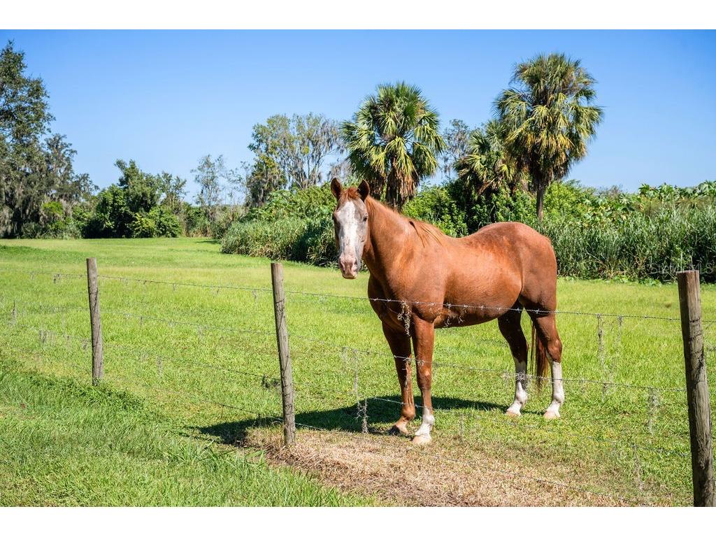 5704 Old Homeland Road Bartow FL 33830 O6359303 image19