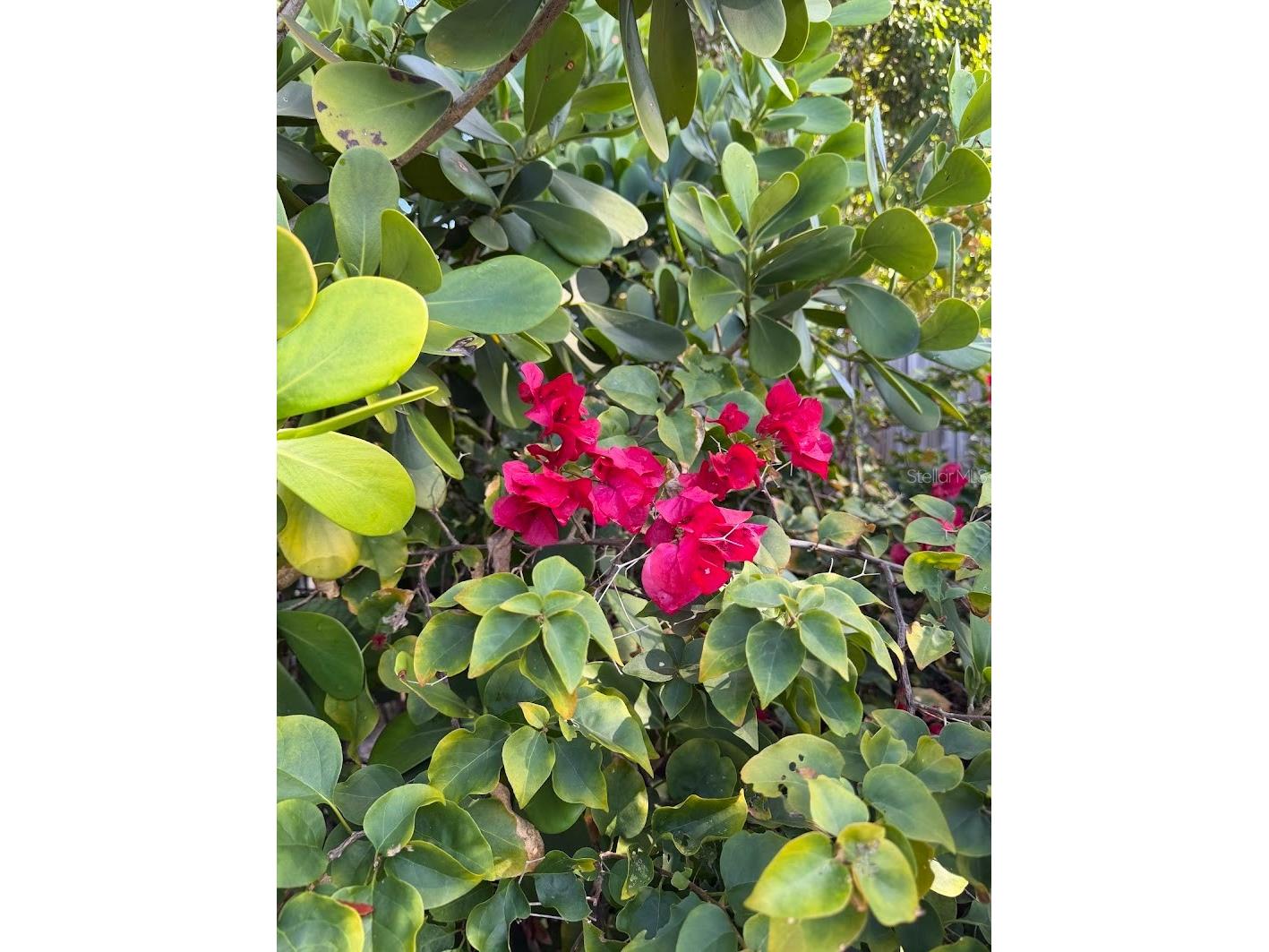 5721 10th Avenue N Saint Petersburg FL 33710 TB8465977 image18