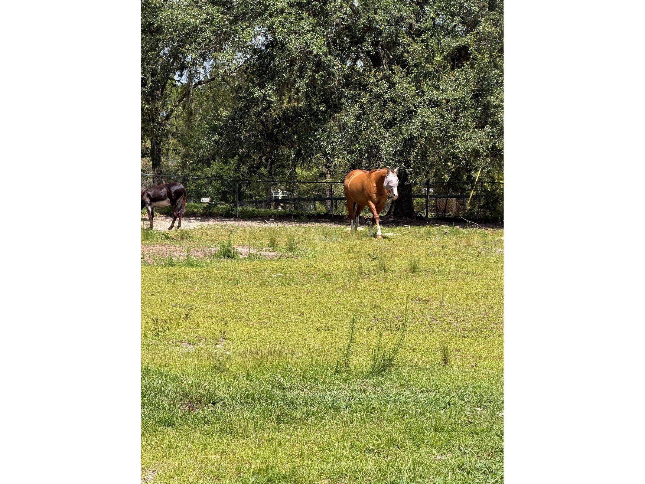 5730 SE 120th Avenue Morriston FL 32668 W7887753 image45