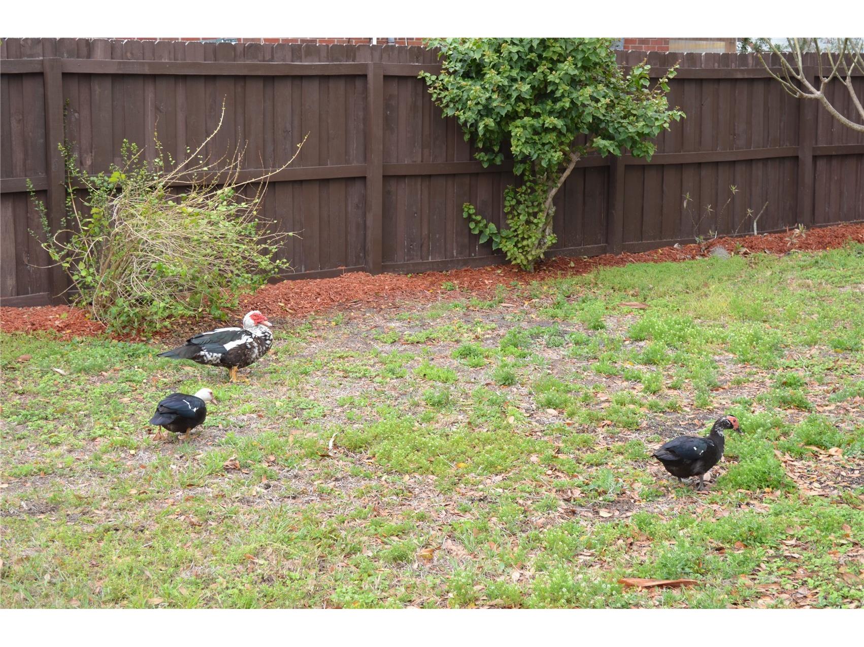 5731 Michigan Avenue New Port Richey FL 34652 - COTEE RIVER TB8480303 image25