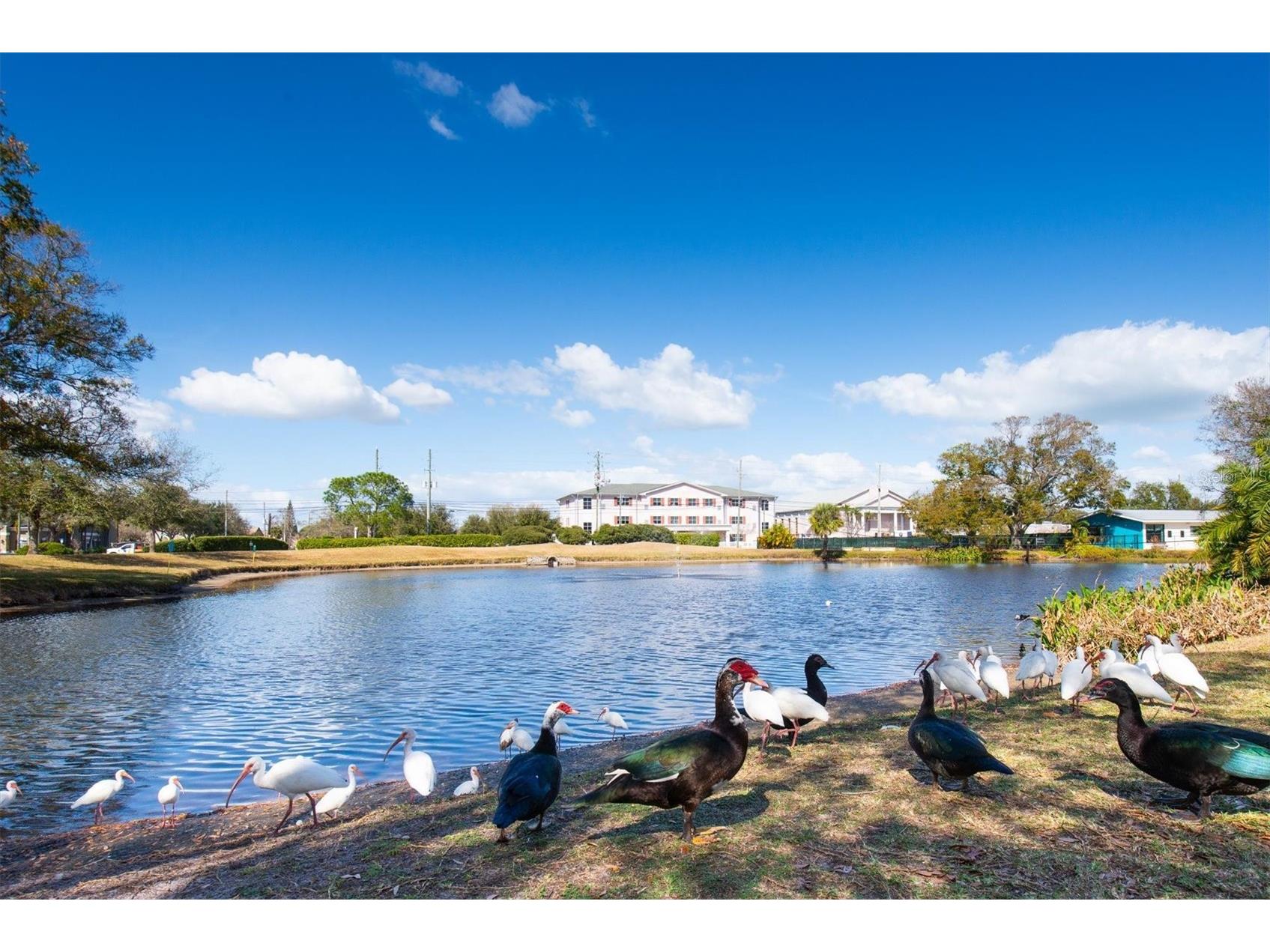 5757 Calais Boulevard N #2 Saint Petersburg FL 33714 TB8477496 image33