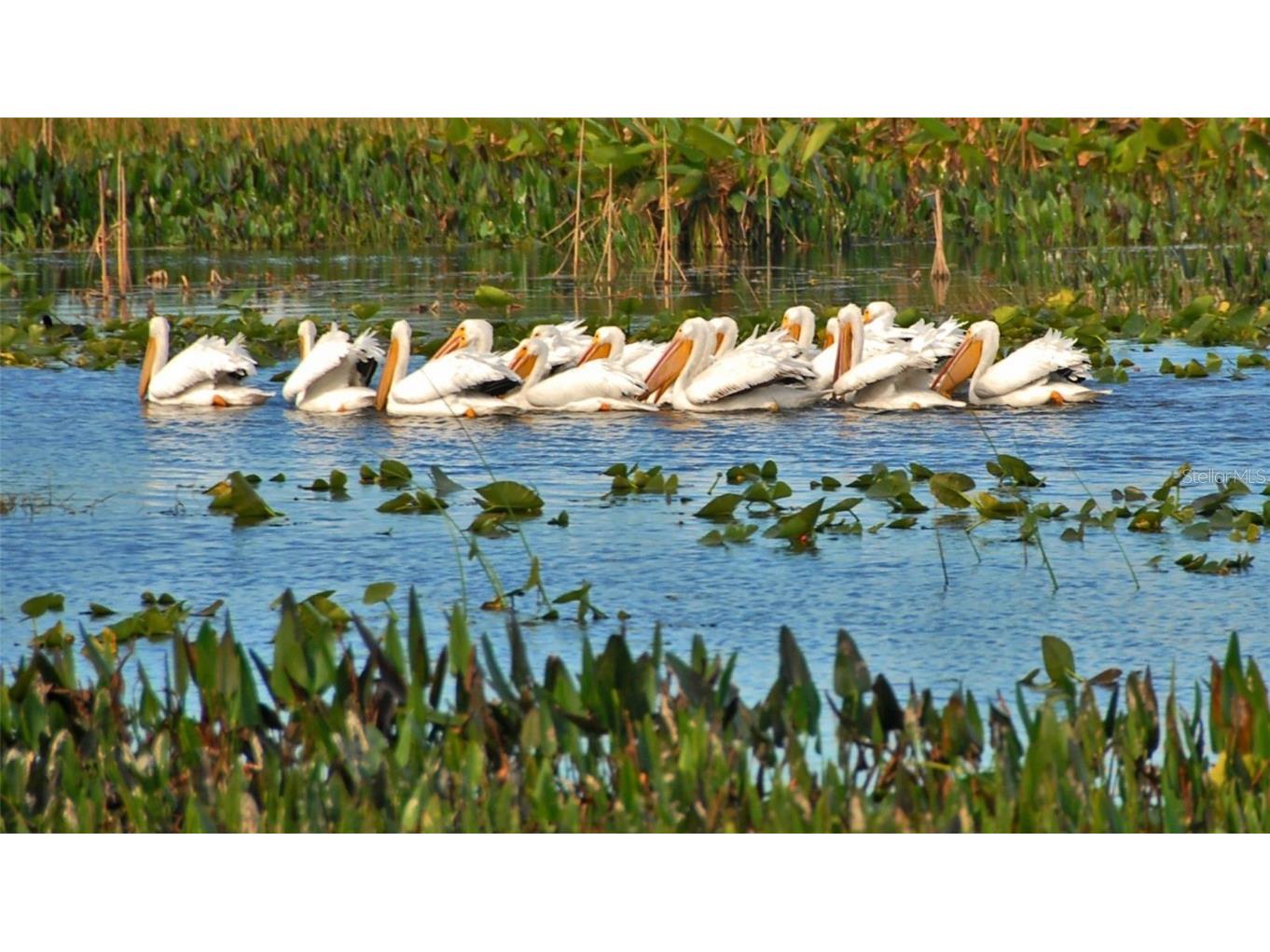 5770 Ivrea Drive Sarasota FL 34238 A4671491 image77