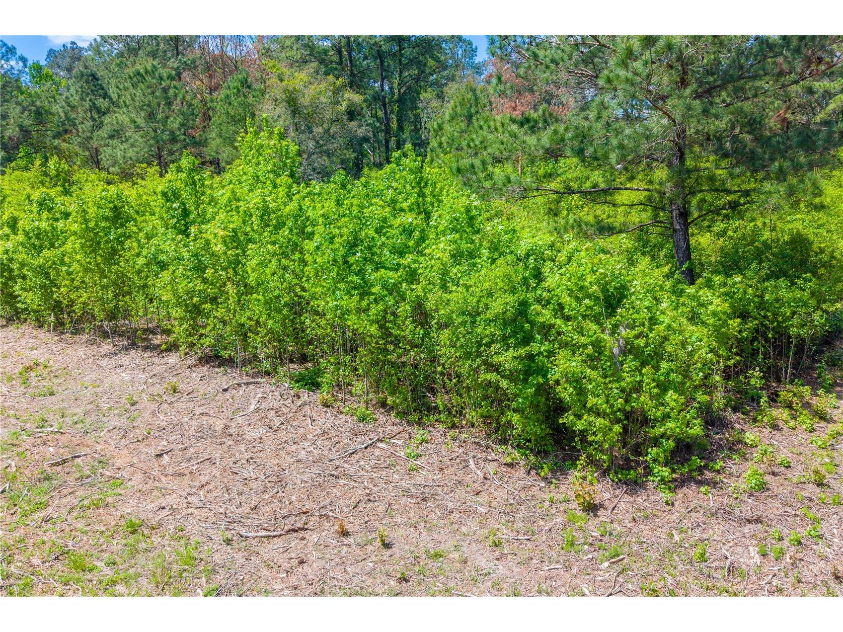 5781 SW 91st Place Lake Butler FL 32054 GC539414 image5
