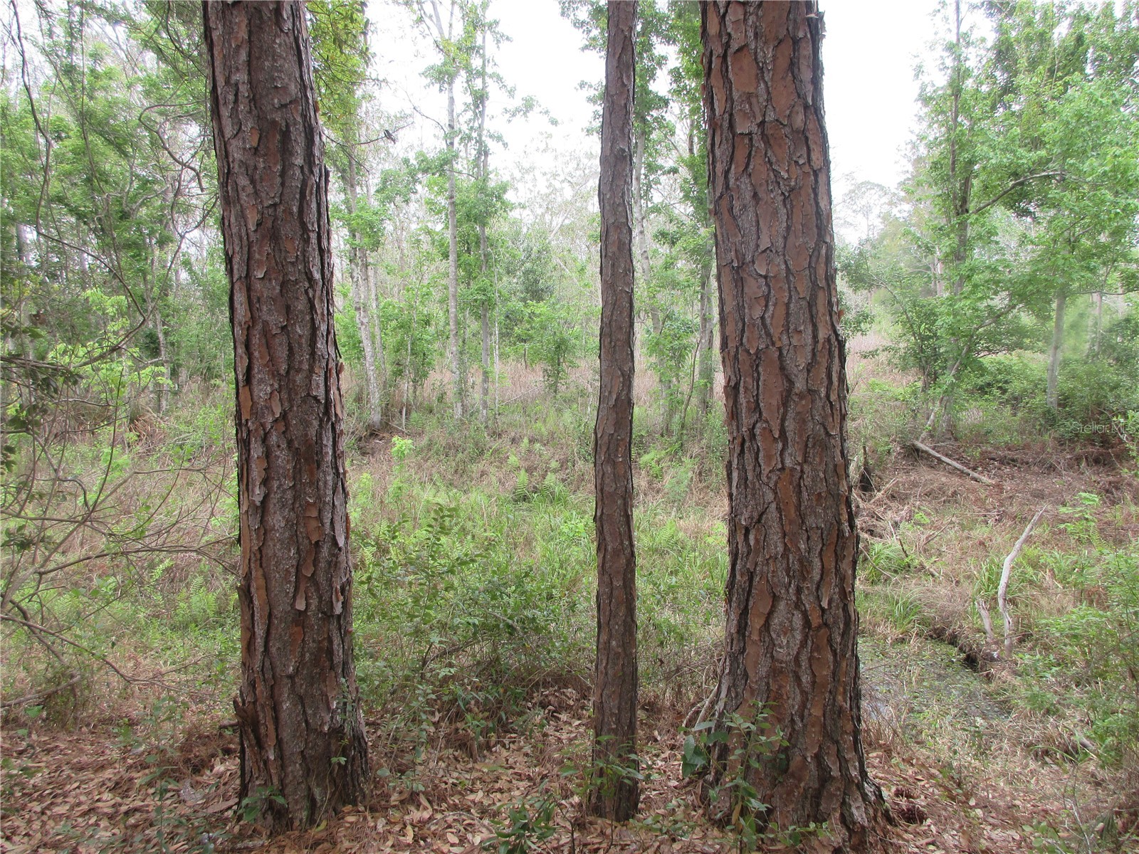 5790 SE 183rd Terrace Ocklawaha FL 32179 OM721882 image10