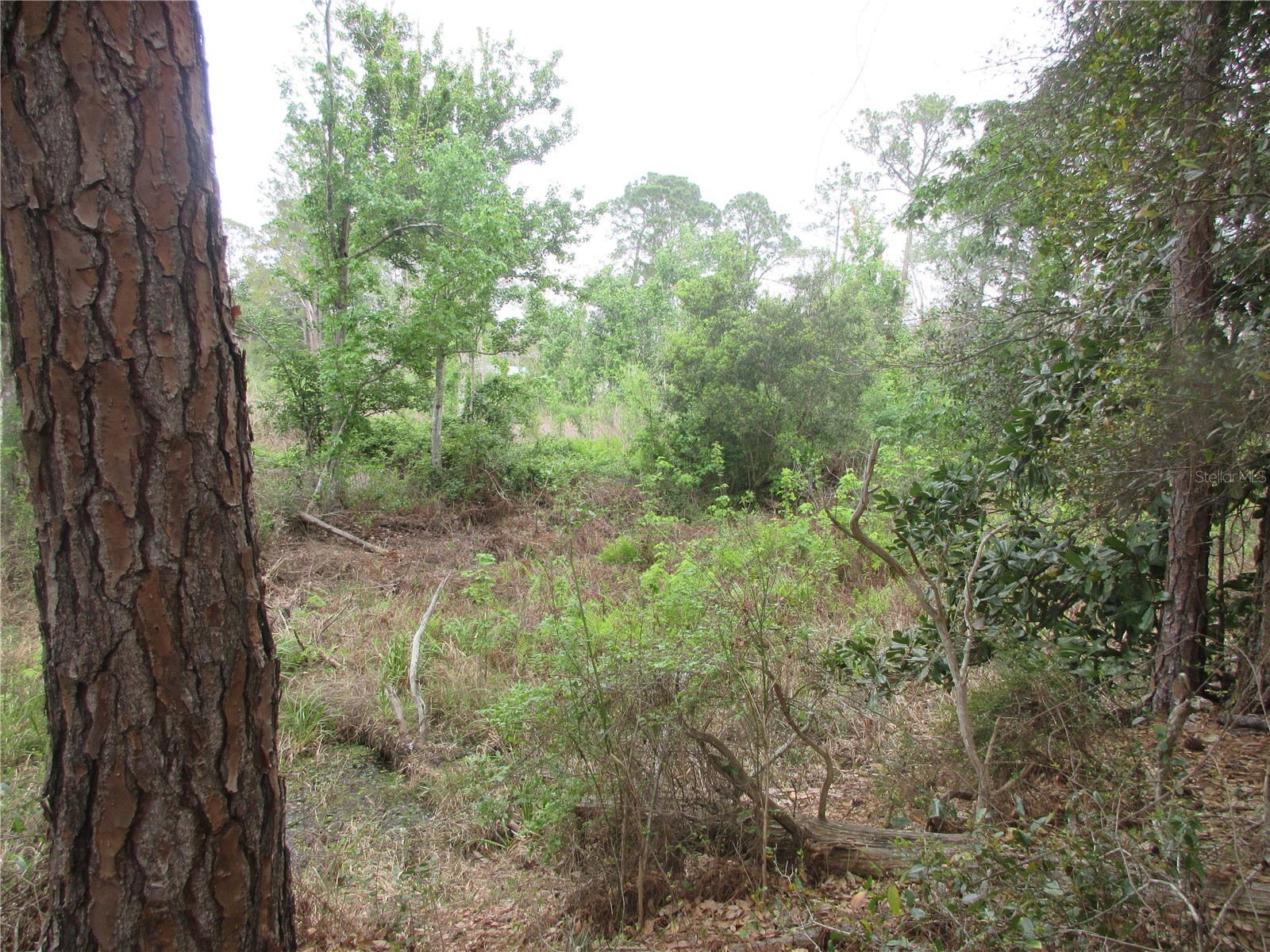 5790 SE 183rd Terrace Ocklawaha FL 32179 OM721882 image11