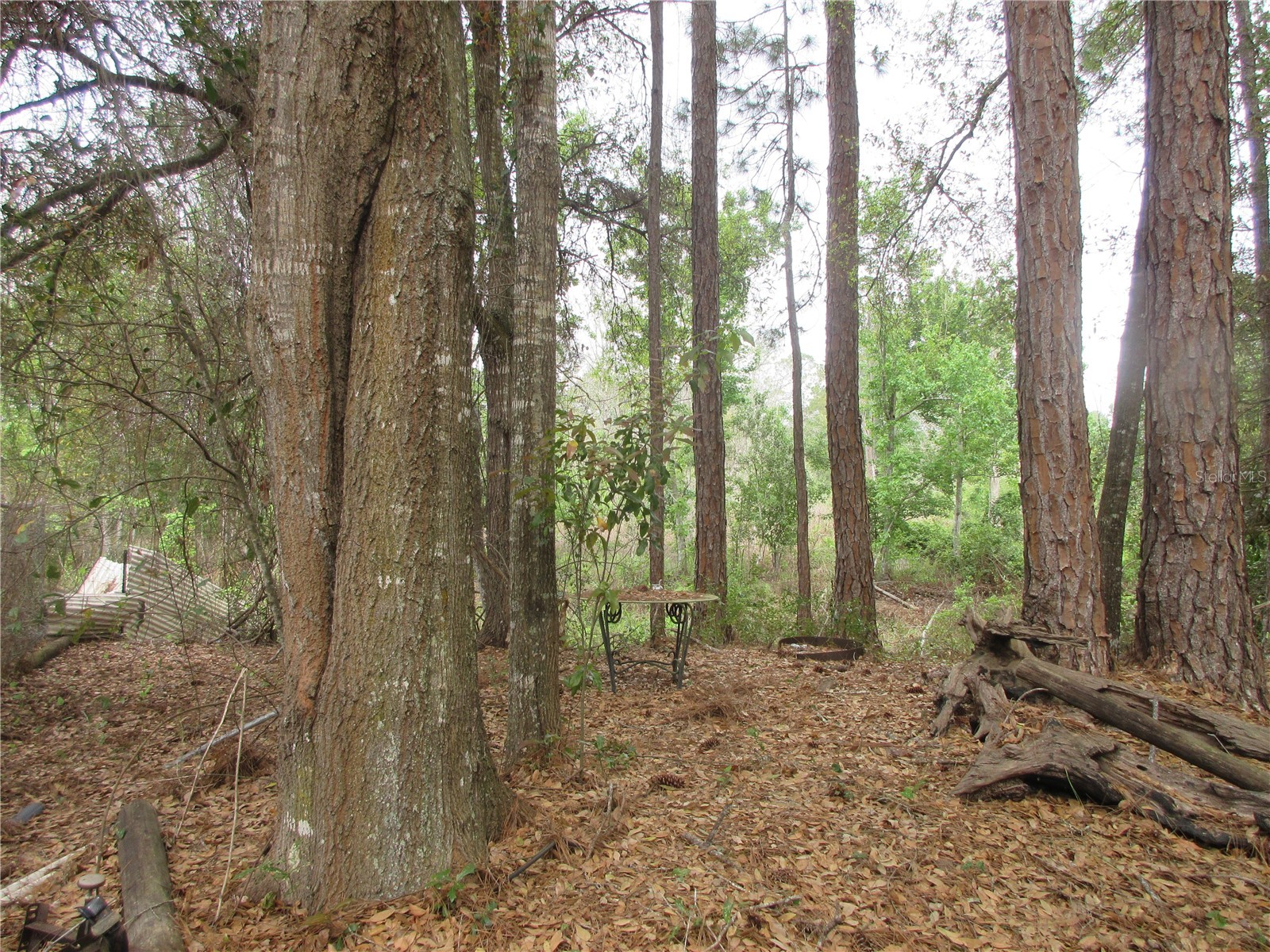 5790 SE 183rd Terrace Ocklawaha FL 32179 OM721882 image8