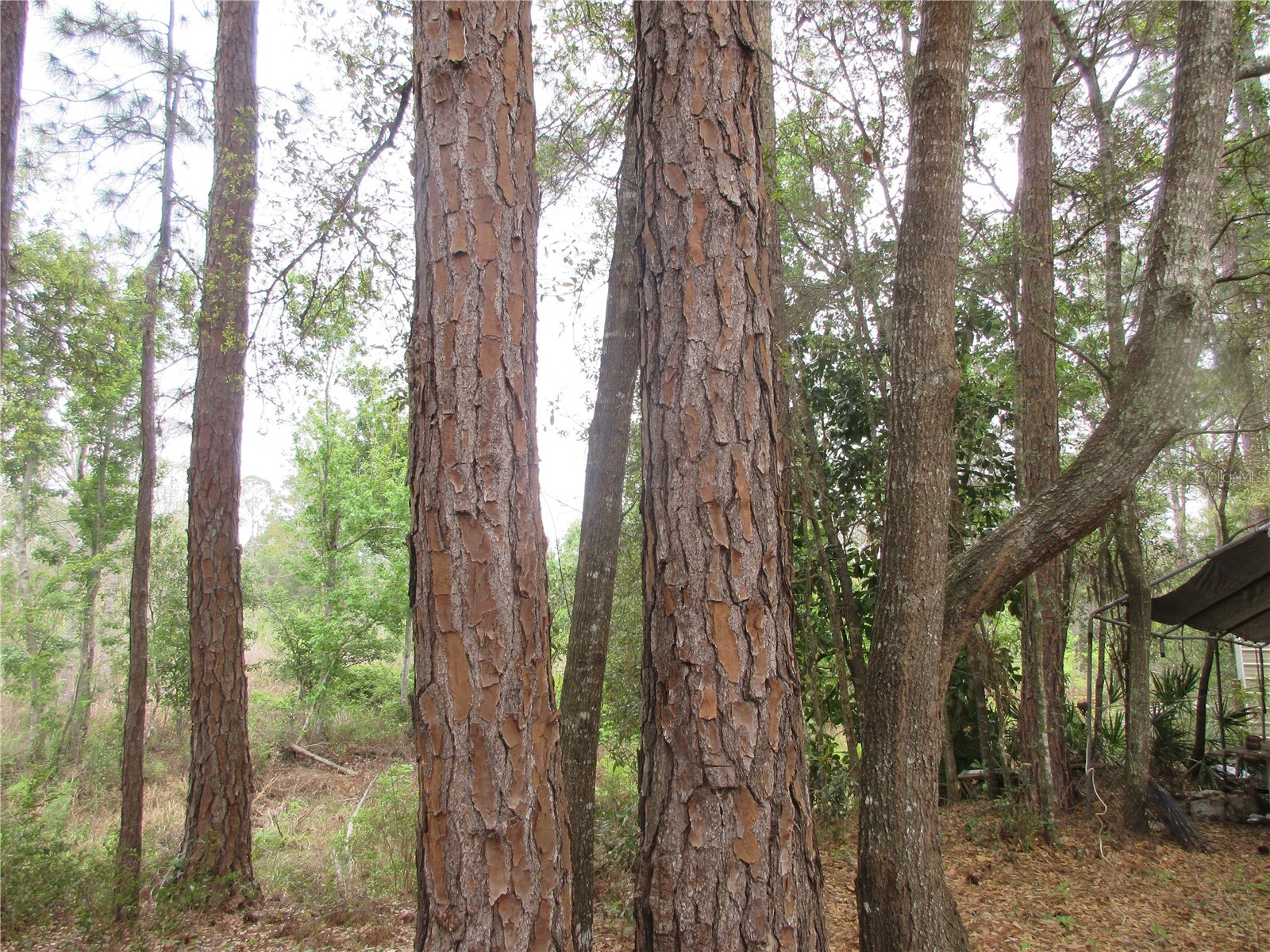 5790 SE 183rd Terrace Ocklawaha FL 32179 OM721882 image9