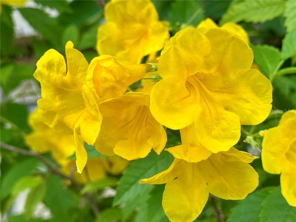 580 Fairmount Drive North Port FL 34287 C7512847 image41