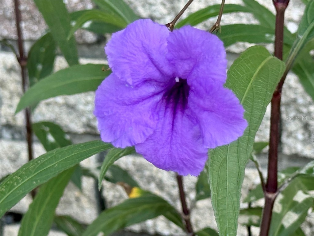 580 Fairmount Drive North Port FL 34287 C7512847 image42