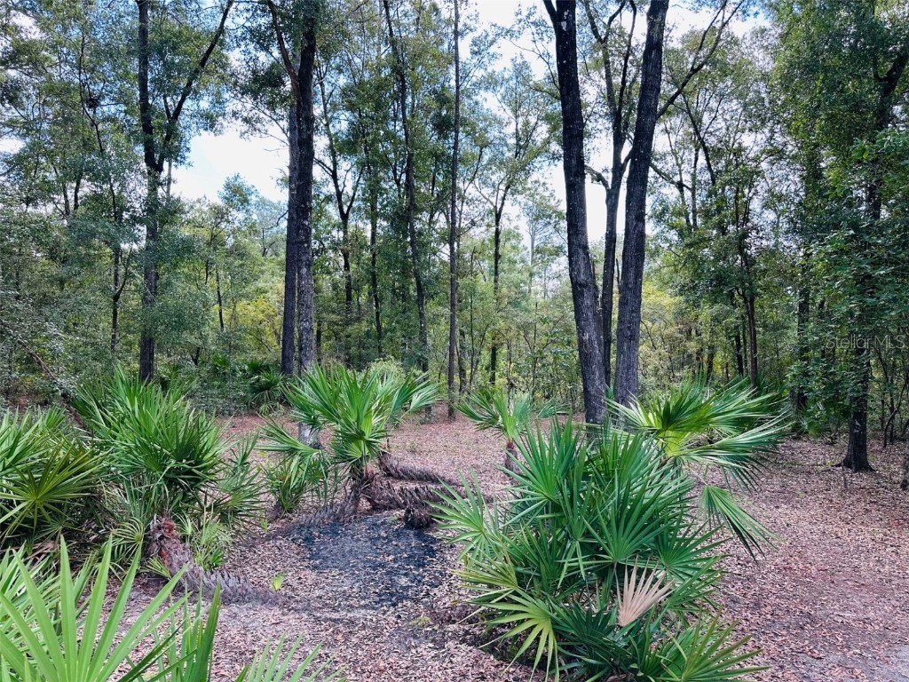 580 NE 829th Street Old Town FL 32680 GC534233 image3