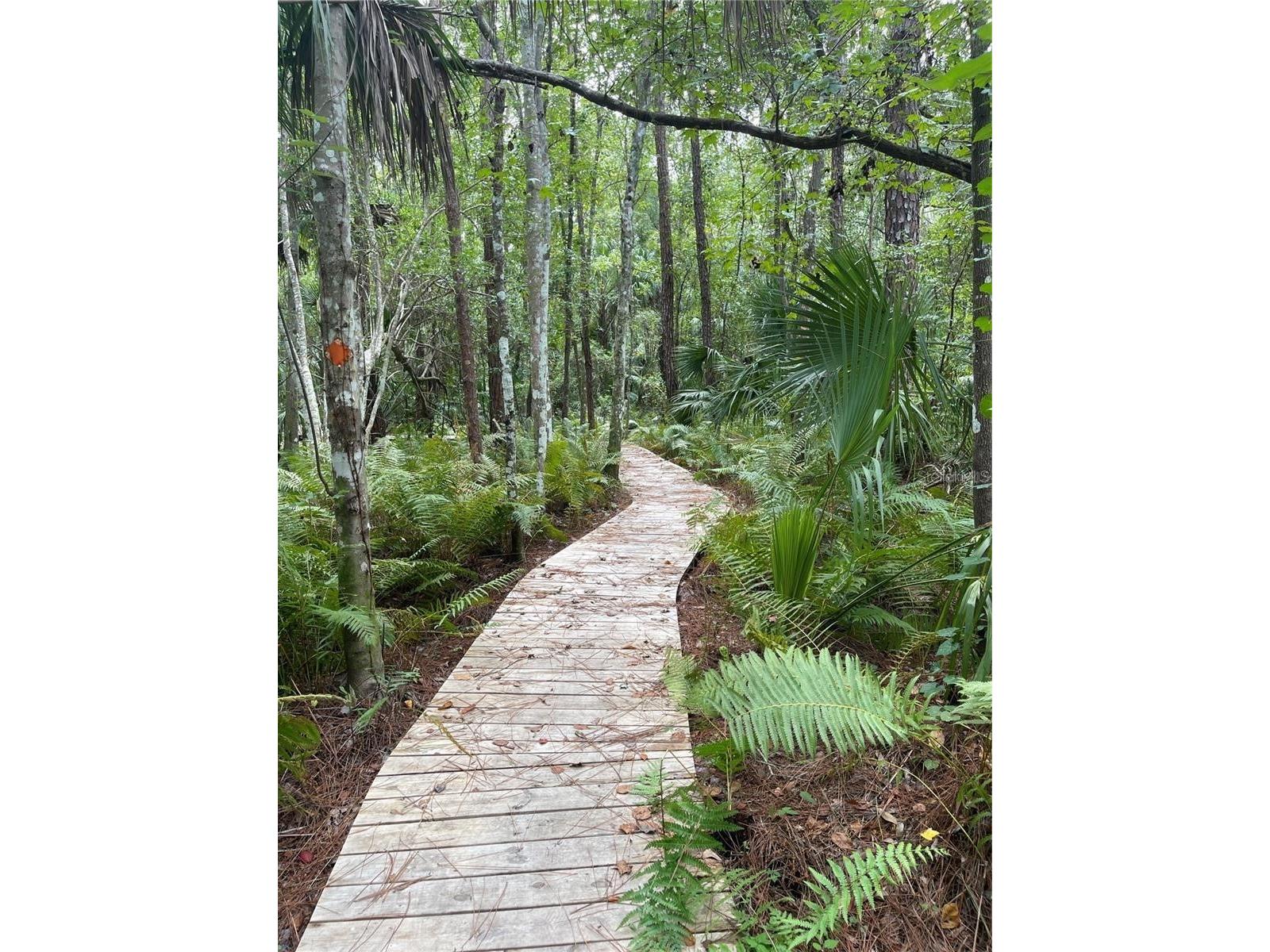 5802 Peach Heather Trail Valrico FL 33596 TB8472581 image50